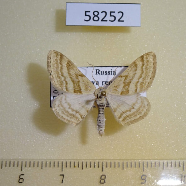 Geometridae Scopula albiceraria Tyva rep.