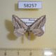 58257p Geometridae Horisme aquata Khakassia rep. $3