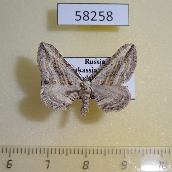 Geometridae Horisme aquata Khakassia rep.