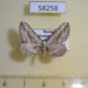 58258p Geometridae Horisme aquata Khakassia rep. $4