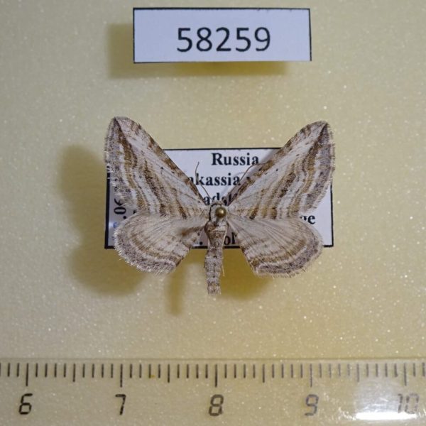 Geometridae Horisme aquata Khakassia rep.
