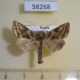 58268p Noctuidae Euchalcia modestoides Krasnoyarsk reg. $4