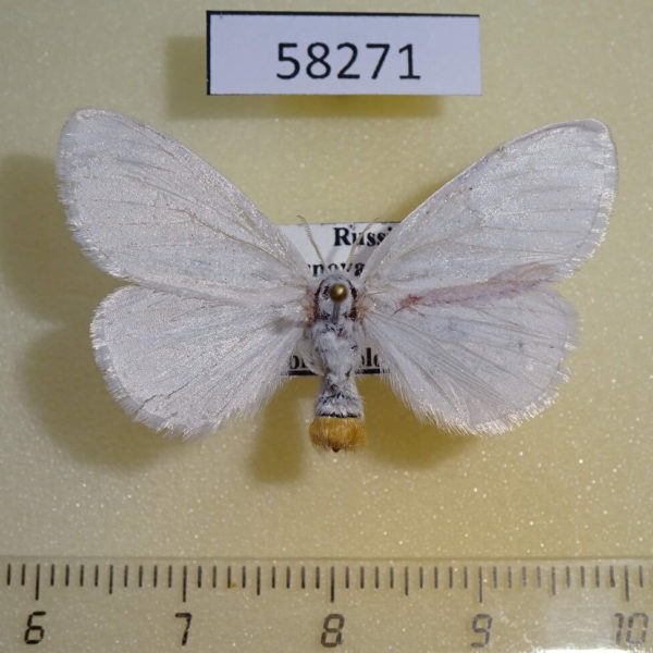 Lymantridae Euproctis similis f Krasnoyarsk reg.