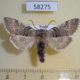58275p Thyatiridae Achlya flavicornis Krasnoyarsk reg.$4