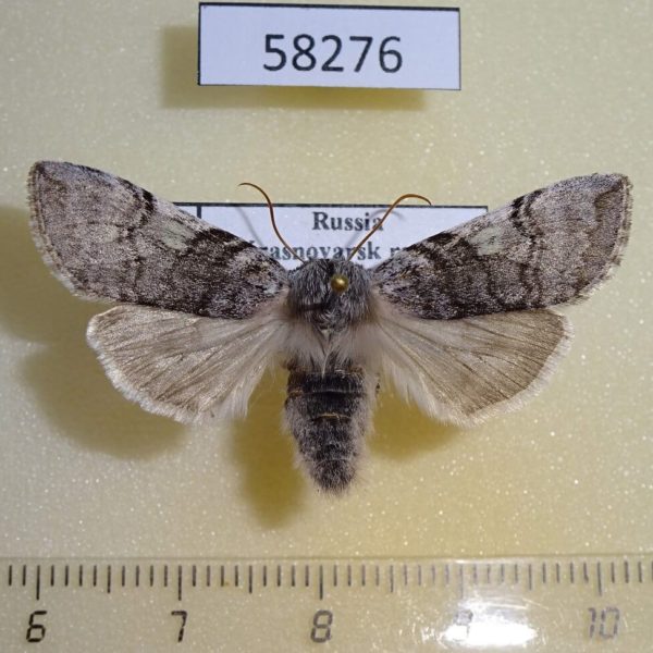 Thyatiridae Achlya flavicornis f Krasnoyarsk reg.