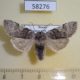 58276p Thyatiridae Achlya flavicornis f Krasnoyarsk reg.$5