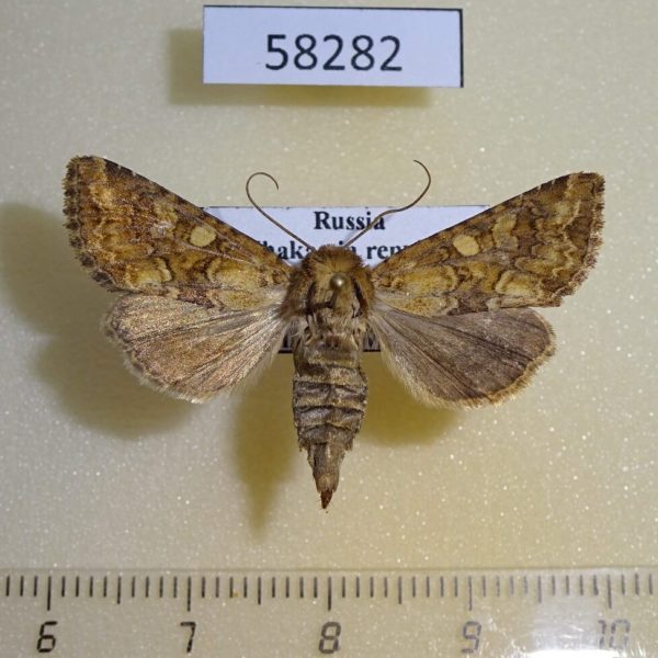 Noctuidae Conisania luteago f Khakassia rep.