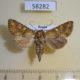 58282p Noctuidae Conisania luteago Khakassia rep. $9