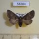 58284p Notodontiidae Gluphysia crenata Krasnoyarsk reg.$5