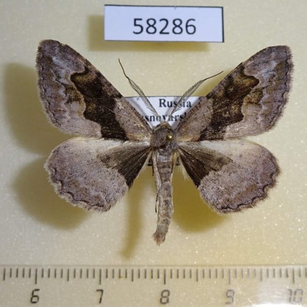 Geometridae Alcis deversata Krasnoyarsk reg.