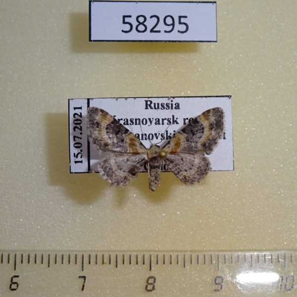 Geometridae Eupithecia linariata Krasnoyarsk reg.