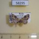 58295p Geometridae Eupithecia linariata Krasnoyarsk reg. $4
