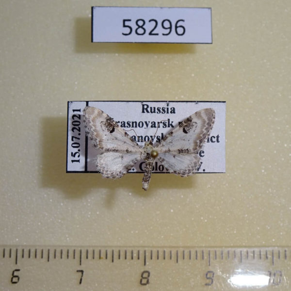 Geometridae Eupithecia centaureata Krasnoyarsk reg.