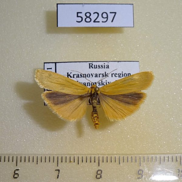 Arctiidae Manulea lutarellum Krasnoyarsk reg.