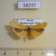 58297p Arctiidae Manulea lutarellum Krasnoyarsk reg. $6