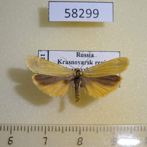Arctiidae Manulea lutarellum Krasnoyarsk reg.