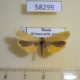 58299p Arctiidae Manulea lutarellum Krasnoyarsk reg. $6