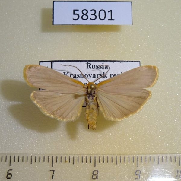 Arctiidae Eilema deplana Krasnoyarsk reg.