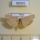 58301p Arctiidae Eilema deplana Krasnoyarsk reg. $5