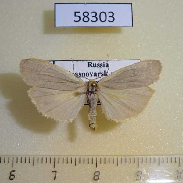 Arctiidae Eilema griseola Krasnoyarsk reg.