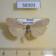58303p Arctiidae Eilema griseola Krasnoyarsk reg. $4