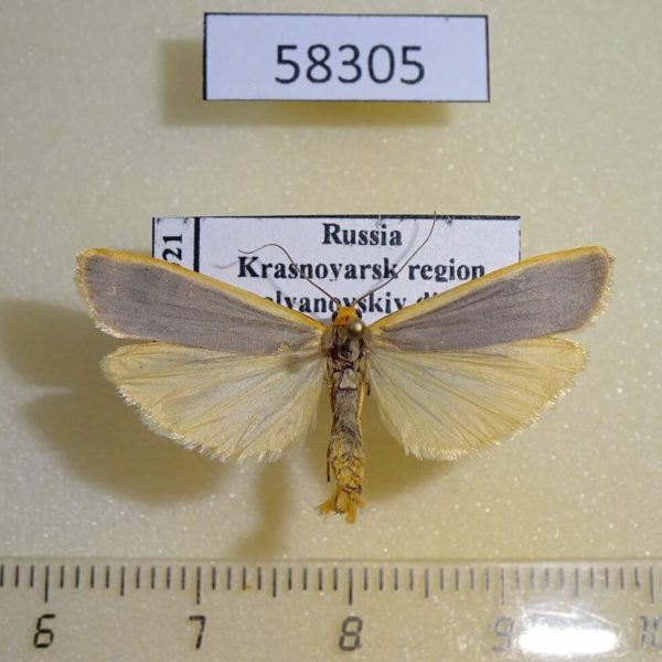 Arctiidae Manulea complanum Krasnoyarsk reg.