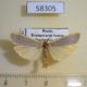 58305p Arctiidae Manulea complanum Krasnoyarsk reg. $5