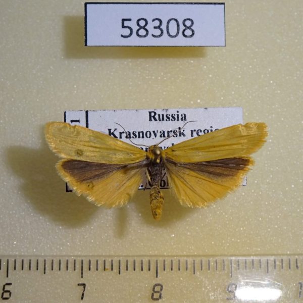 Arctiidae Manulea lutarellum Krasnoyarsk reg.