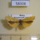 58308p Arctiidae Manulea lutarellum Krasnoyarsk reg. $5