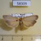 58309p Arctiidae Eilema depressa Krasnoyarsk reg. $5
