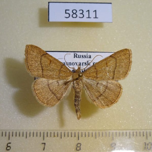 Noctuidae Paracolax tristalis Krasnoyarsk reg.