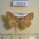 58311p Noctuidae Paracolax tristalis Krasnoyarsk reg. $5