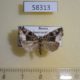58313p Noctuidae Protodeltote pygarga Krasnoyarsk reg. $6