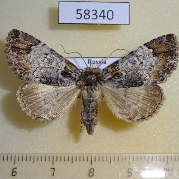 Noctuidae Belciades niveola f Primorye