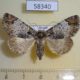 58340p Noctuidae Belciades niveola f Primorye $7
