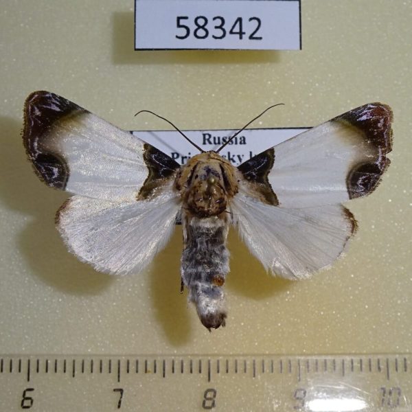 Noctuidae Sinocharis korbae Primorye