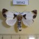 58342p Noctuidae Sinocharis korbae Primorye $7