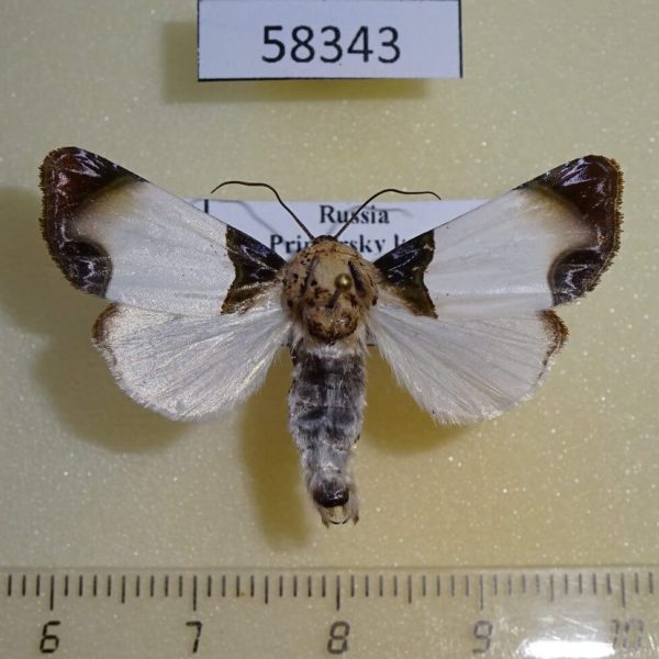 Noctuidae Sinocharis korbae Primorye