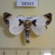 58343p Noctuidae Sinocharis korbae Primorye $7