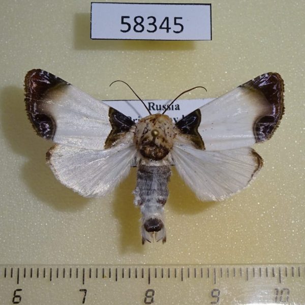 Noctuidae Sinocharis korbae  Primorye