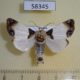 58345p Noctuidae Sinocharis korbae Primorye $6