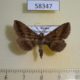 58347p Noctuidae Hadennia incogruens Primorye $4
