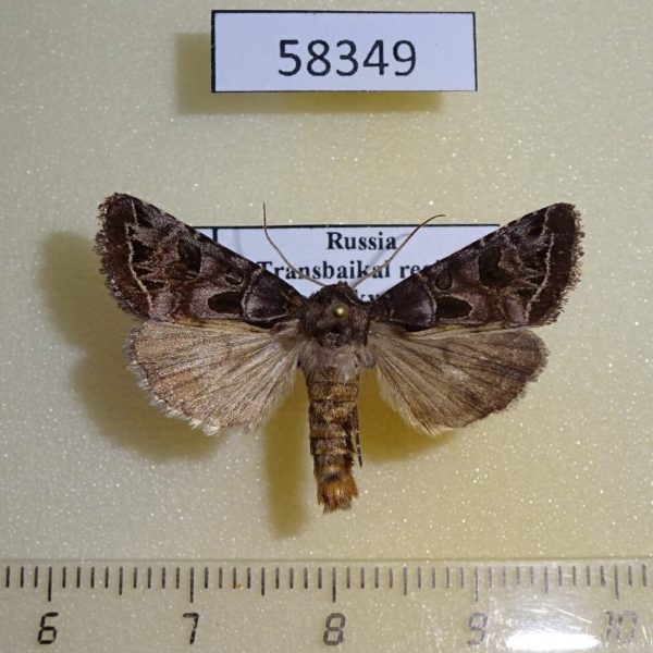 Noctuidae Hyssia cavernosa Transbaikal reg.