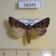 58349p Noctuidae Hyssia cavernosa Transbaikal reg. $6