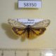 58350p Arctiidae Spiris bipunctata f Transbaikal reg. $5