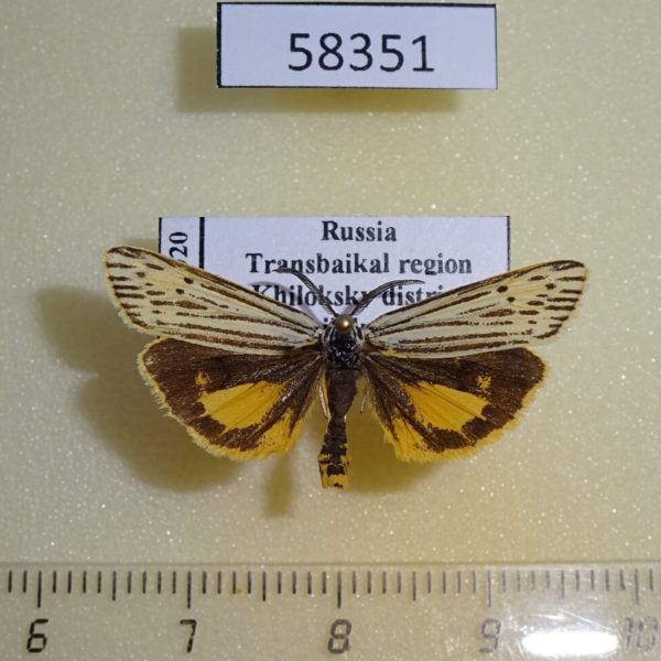 Arctiidae Spiris bipunctata Transbaikal reg.