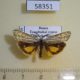 58351p Arctiidae Spiris bipunctata Transbaikal reg. $7