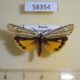 58354p Arctiidae Spiris bipunctata Transbaikal reg. $7