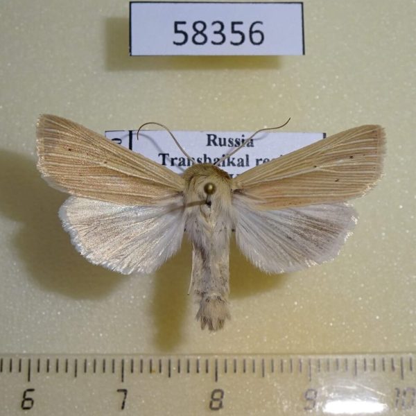 Noctuidae Mythimna pallens Transbaikal reg.