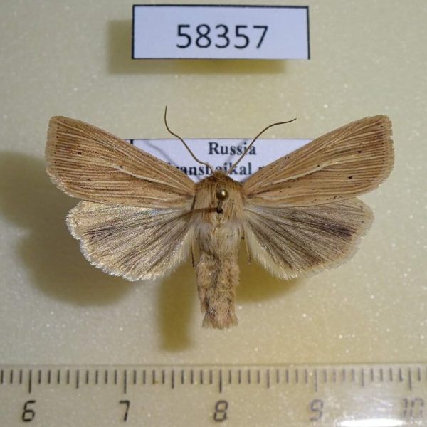 Noctuidae Mythimna impura Transbaikal reg.